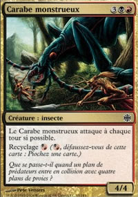 Carabe monstrueux - 