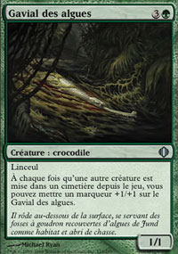 Gavial des algues - 