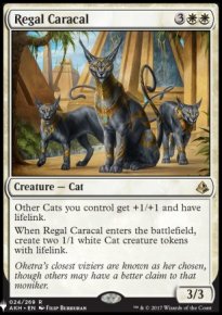 Caracal royal - 