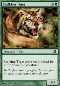 Stalking Tiger - 